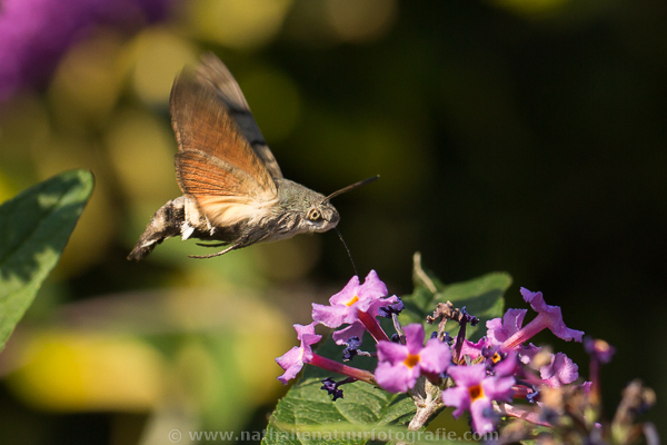 Kolibrievlinder