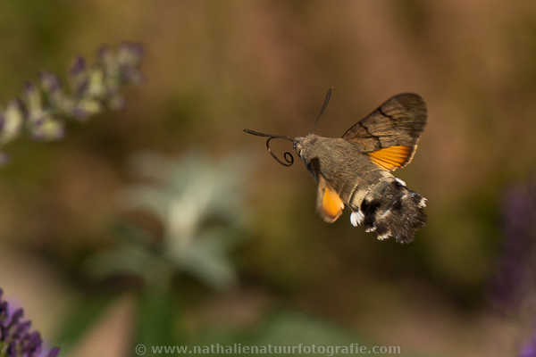 Kolibrievlinder