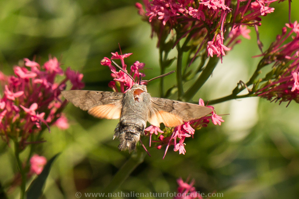 Kolibrievlinder 